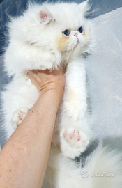 Persiano ipertipico maschietto