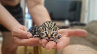 quattro gattini piccoli