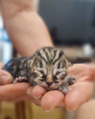 quattro gattini piccoli