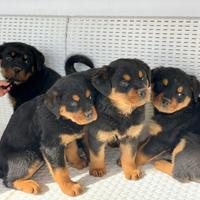 Cuccioli rotweiller