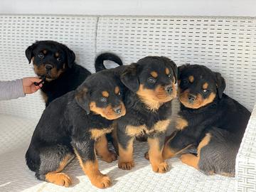 Cuccioli rotweiller