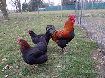 Coppia di Marans