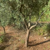 Piante di olivo di 30 anni
