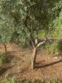 Piante di olivo di 30 anni