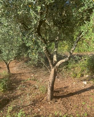 Piante di olivo di 30 anni