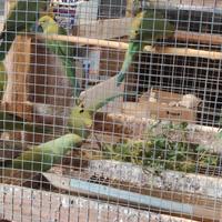 Parrocchetti dal collare