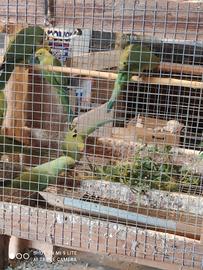 Parrocchetti dal collare