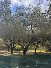 Piante ulivo