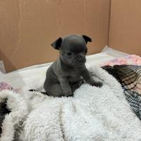 Chihuahua di colore blu a Pesaro