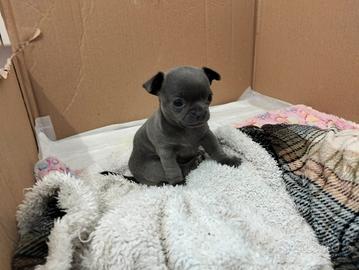 Chihuahua di colore blu a Pesaro