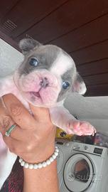Buldog francese