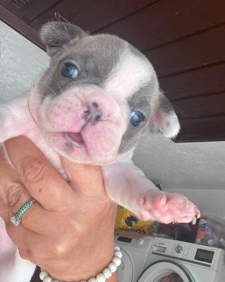 Buldog francese