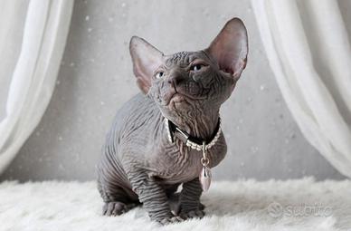 Cucciolo sphynx blu solido