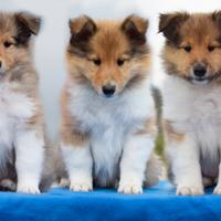 Cuccioli di Pastore Scozzese 'Lassie'