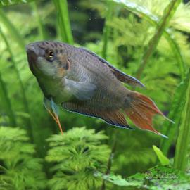 Macropodus Opercularis 6 mesi pesci acquario