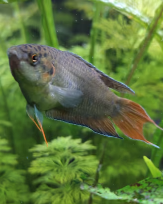 Macropodus Opercularis 6 mesi pesci acquario