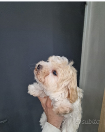 Maltipoo Due femminucce