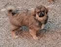tibetan-spaniel-cuccioli