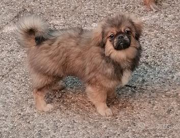 Tibetan Spaniel cuccioli