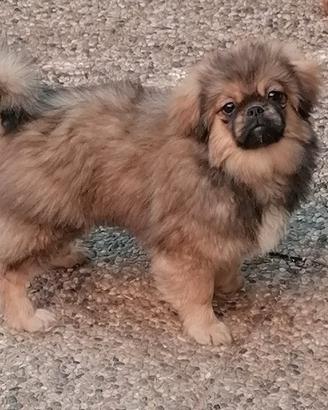 Tibetan Spaniel cuccioli