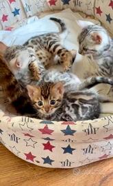 Cuccioli bengala Silver con pedegree