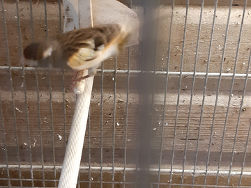 Canarini Arlecchino portoghese