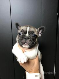 Cuccioli di Bulldog francese