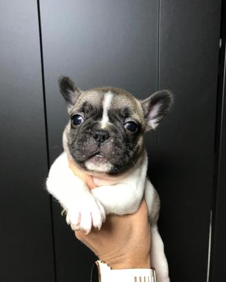 Cuccioli di Bulldog francese