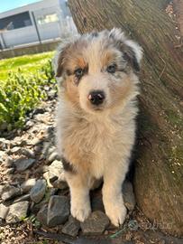 Cucciolo blue merle pastore australiano