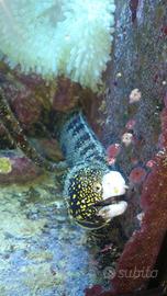 Murena acquario Echidna Nebulosa "Fiocco di Neve"