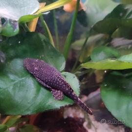 Ancistrus - pesce pulitore