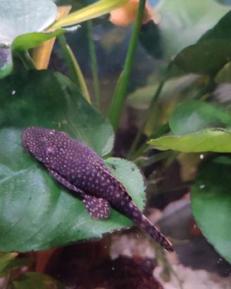 Ancistrus - pesce pulitore