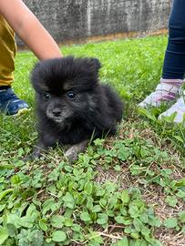 Volpino dì Pomerania