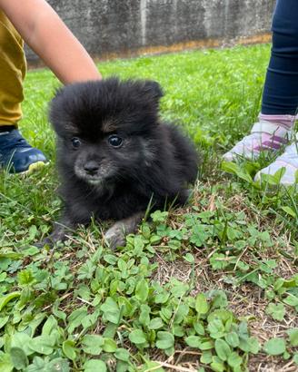 Volpino dì Pomerania