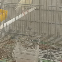 Canarina occhi rossi prima cova