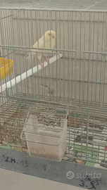 Canarina occhi rossi prima cova