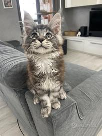 Gatto Maine coon