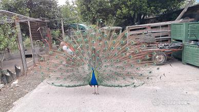 Pavoni