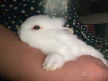 Coniglio di due mesi e mezzo