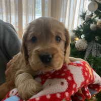 Cocker spaniel