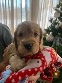 Cocker spaniel