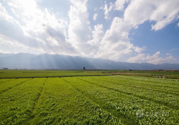 Terreno Agricolo Venafro [VF CSMC1430 - 124VRG]