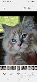 Gattini ragdoll