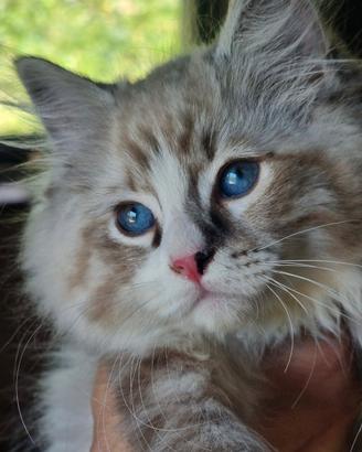 Gattini ragdoll