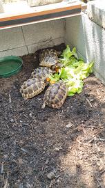 Tartarughe di terra greca