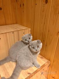 2 cuccioli British Shorthair