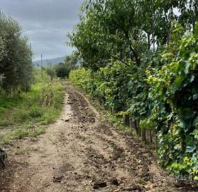 Terreno di 3 Ettari da acquistare