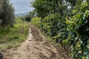 Terreno di 3 Ettari da acquistare