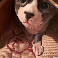 Disponibile Canadian sphynx per monta