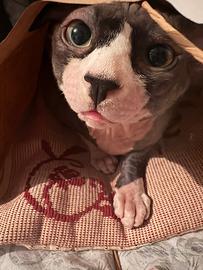 Disponibile Canadian sphynx per monta